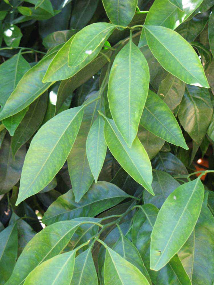              Shade leaves (Riverside, CA)       